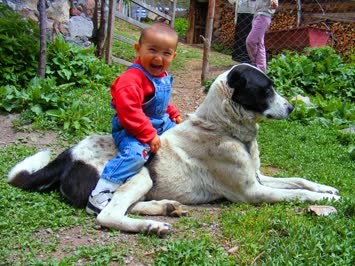 A.Koyunlu