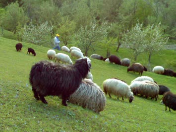 Yavuzköy