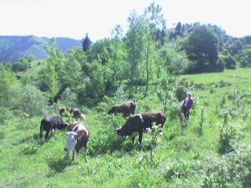 ineklerim çayırda otlarken