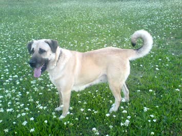 ferhan kaya
