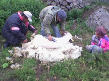 şahsi ve vural koyun kırkıyorlar