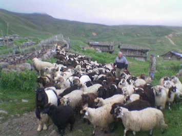 kenan bey ve koyunları