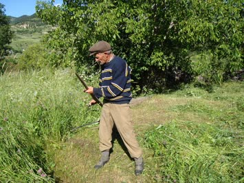 cavuş(büyükbabam) çayır biçiyor