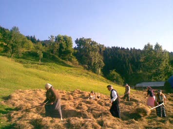 Çayır yığarken