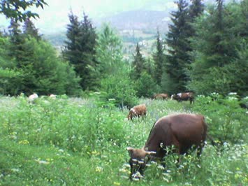 vakiyat(kartopiluk)