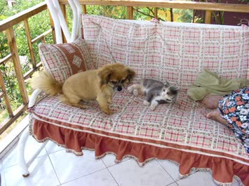 Kedi köpek derler ama onlar daha iyi anlaşıyorlar-Nihat KAYA-20.08.2008