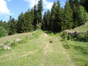 Kışla Yolu
