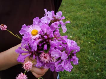 Yayla Çiçekleri