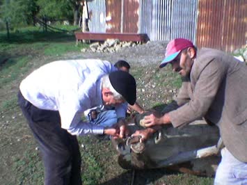 önceleri öküz çakardık, kalmadığından şimdi inek çakıyoruz