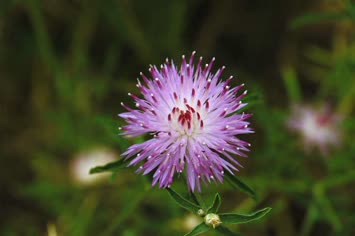 çiçek2008 2