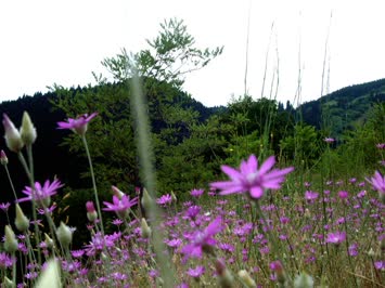 çiçek 2008 3