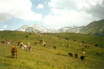 Arsiyan