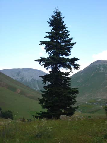 kışladan taşlı yaylaya doğtu