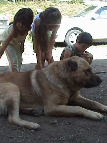 Köpegimiz Sari ve cocuklar