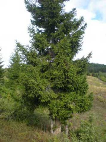 Sinkot