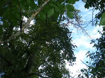 Sinkot