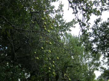 Sinkot