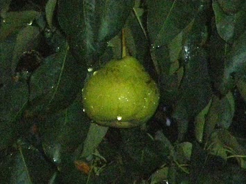 Sinkot