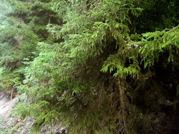 Sinkot