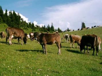 Süles