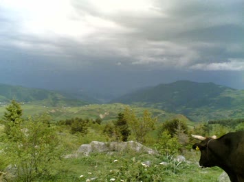 ŞAVUL