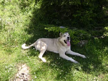 Seslavur