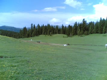 dakonniyet yaykası