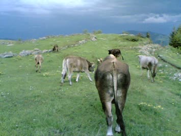 şavulda mal otarırken