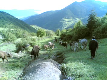 akşam vakti mallari eve götürüyoruz 