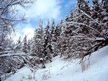 Meşelide Kış