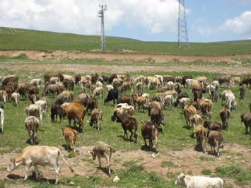 Raci Çelik