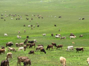 yayla 