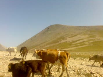 cindağı