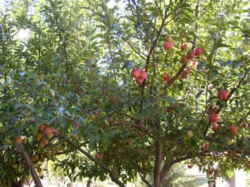 Yamaçlı