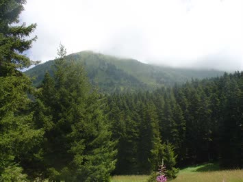 Yoncalı - Karafungar