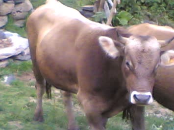 Yaylada