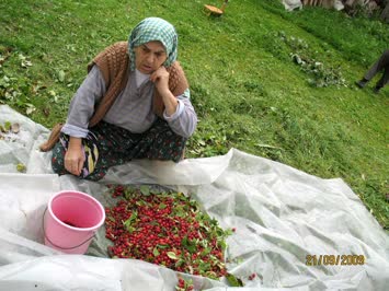 Annem Günevver Büyük Kızılcık topluyor