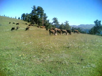 sakonniyrt yaylası