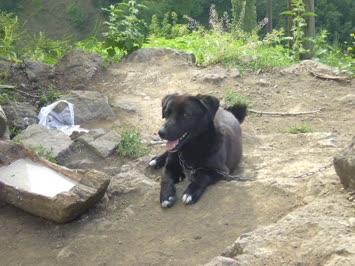köpek
