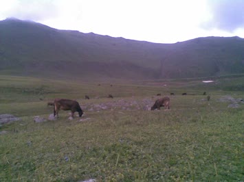 inekler