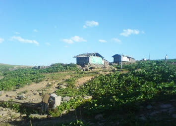 yayla