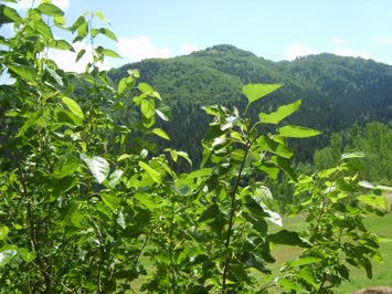 Ankliya Resimleri