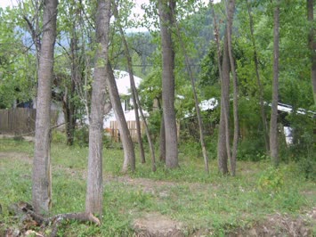 Ankliya Resimleri