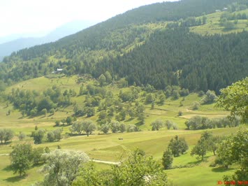BİÇİN GELDİ CEDO EMİNİN KİRAZLAR OLDU