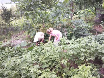 Sinkot