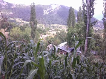 Sinkot