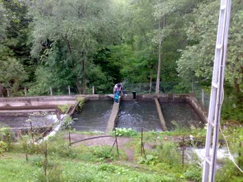 Sinkot