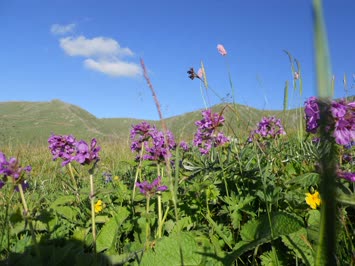 Yayla ve Çiçekler