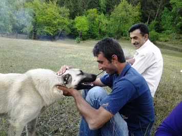 erkan meydan ve bagiyet 