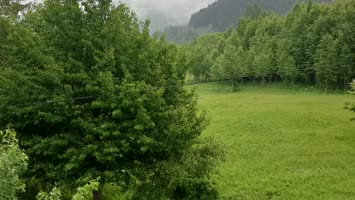 Meşeli